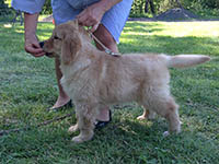 charms goldens cici1