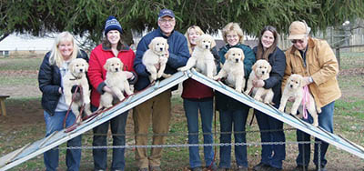charms golden retrievers crystal puppies