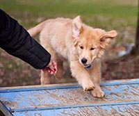charms golden retriever puppies speedy